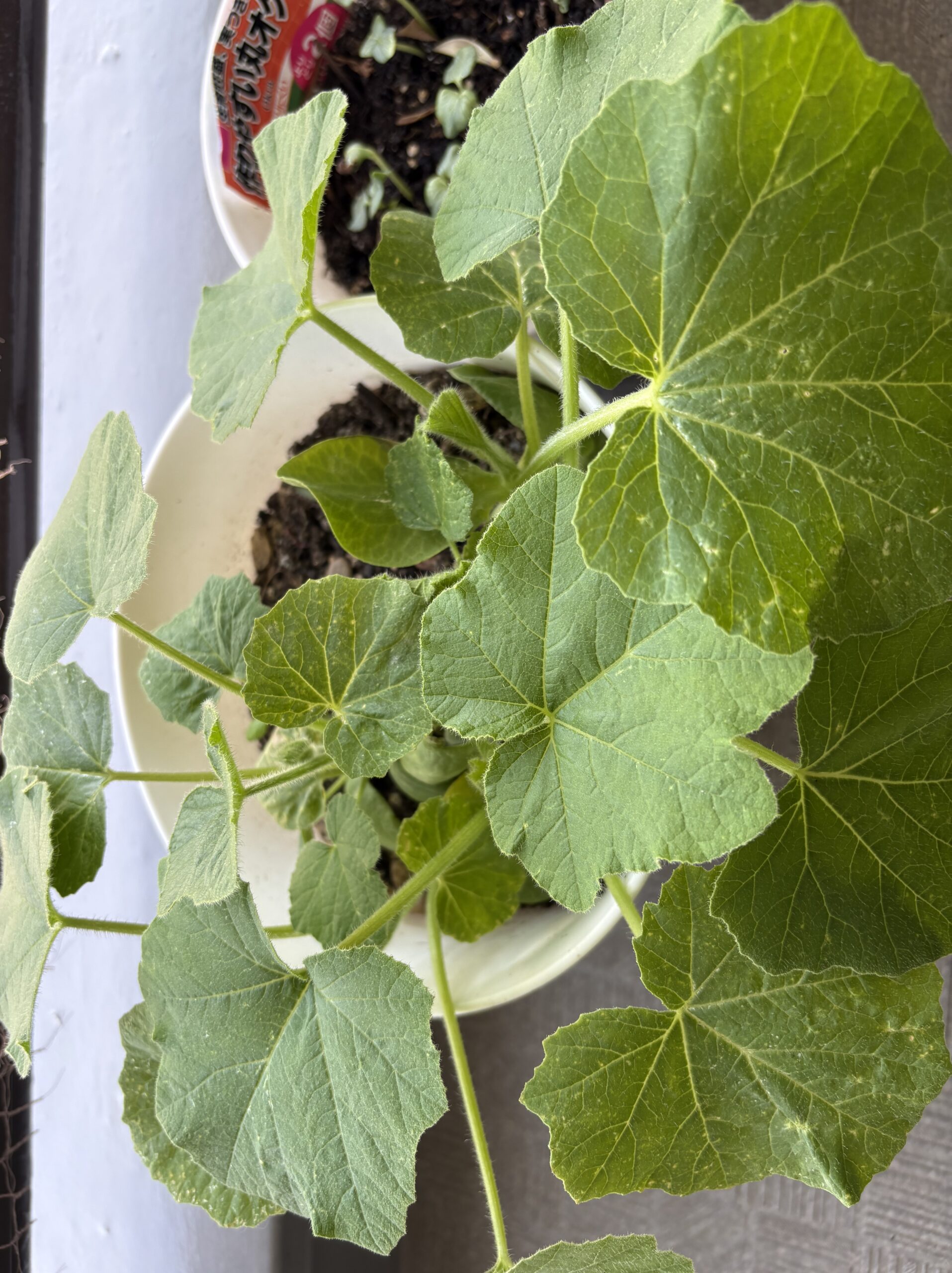 ベランダのプランターから出てきたかぼちゃの芽